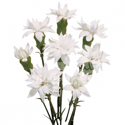 star snow tessino*