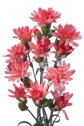 tiara coral pink*