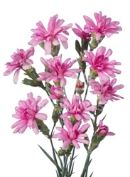tiara lilac*