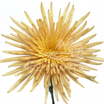 delistar bronze