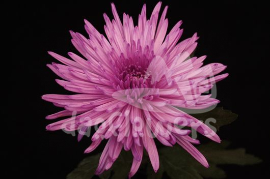 delistar lilac