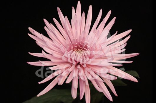 delistar pink