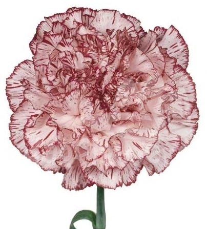 Mora