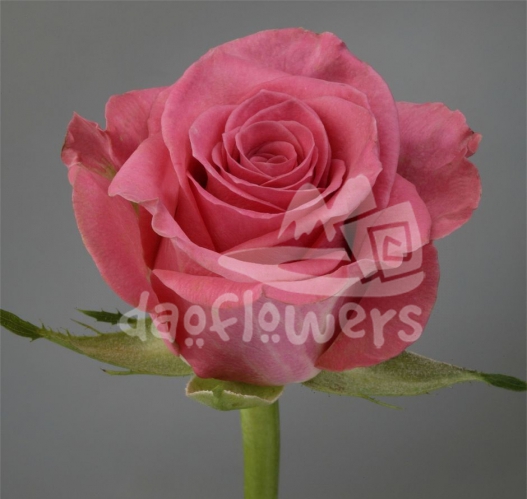 royal prophyta