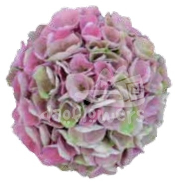 magical opal pink-green