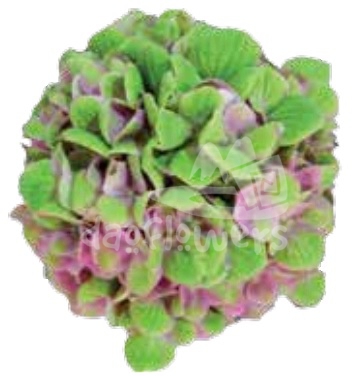 amethyst pink-green