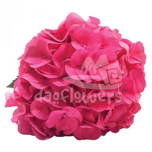 masja hot pink