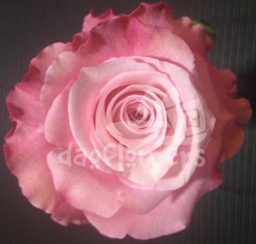 baby pink garden