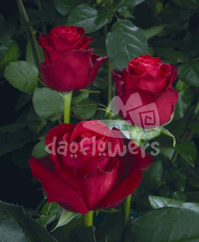 red desire