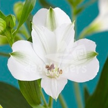 Aramintha