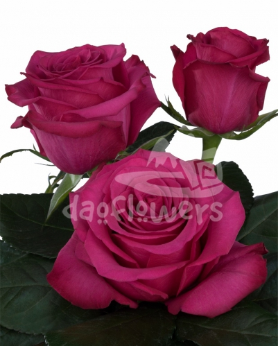 roseberry