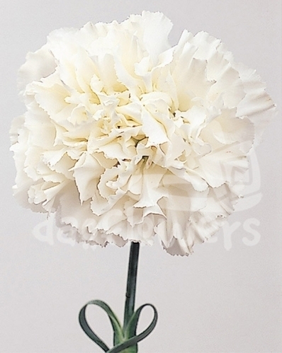 White Jun