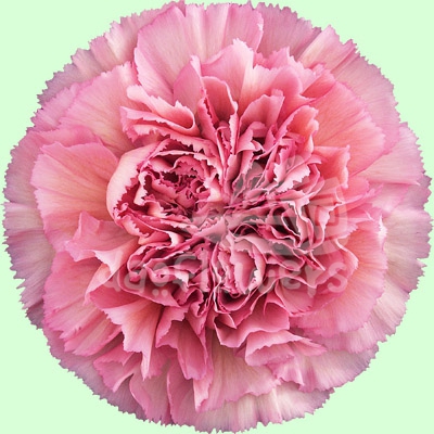Lege Pink
