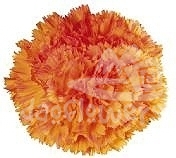 Solar