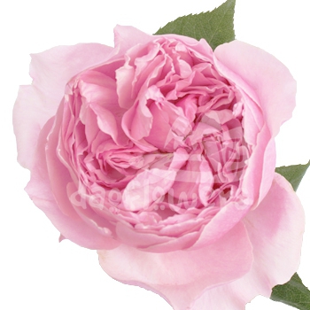 rosalind_da