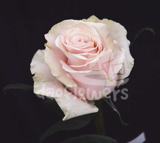 pink mondial