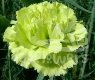 Pistacho