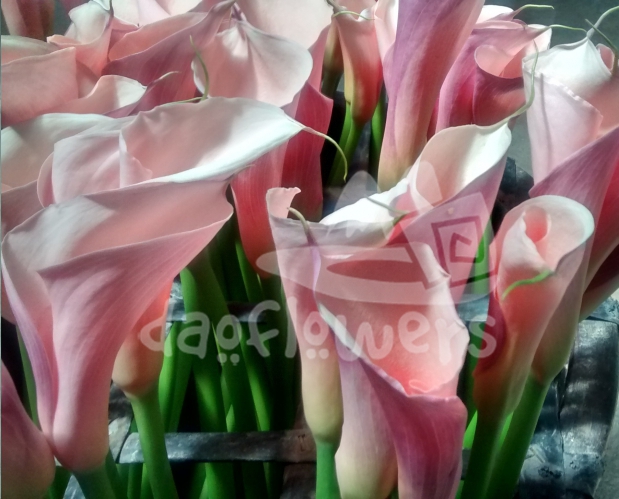 calla pink