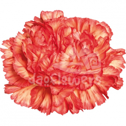 Atenea Orange