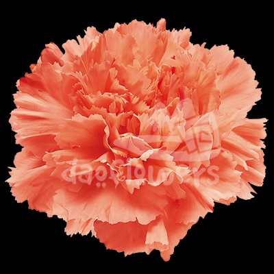 Orange Flame