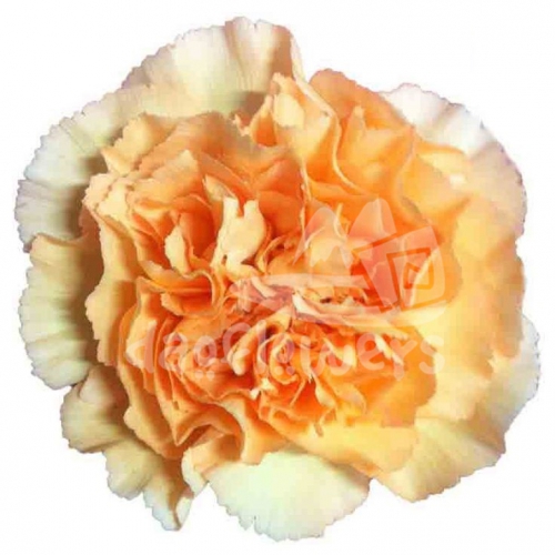 Mandarin