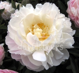Gardenia