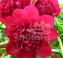 Red Charm