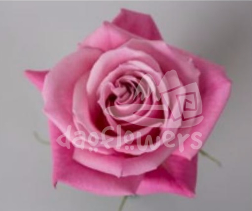 blushing escimo