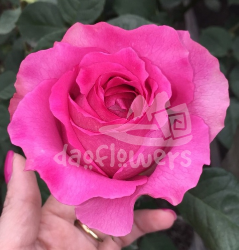 mayras fragrant
