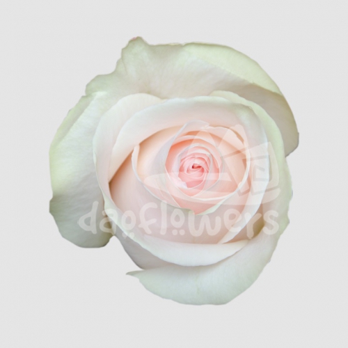 white wedding