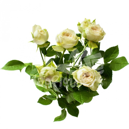 blanchette*