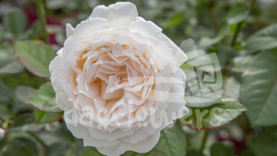 cream yves piaget