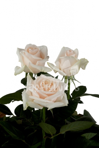 cream de grande