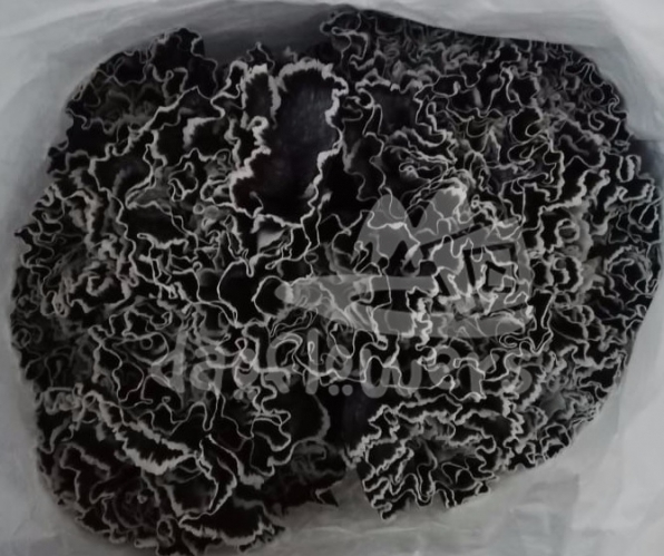 Black Molly PNT