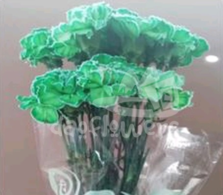 Green Molly PNT