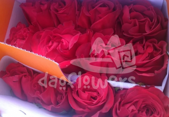 red royale